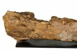Triceratops Mandible (Lower Jaw) On Stand - Wyoming #192545-2